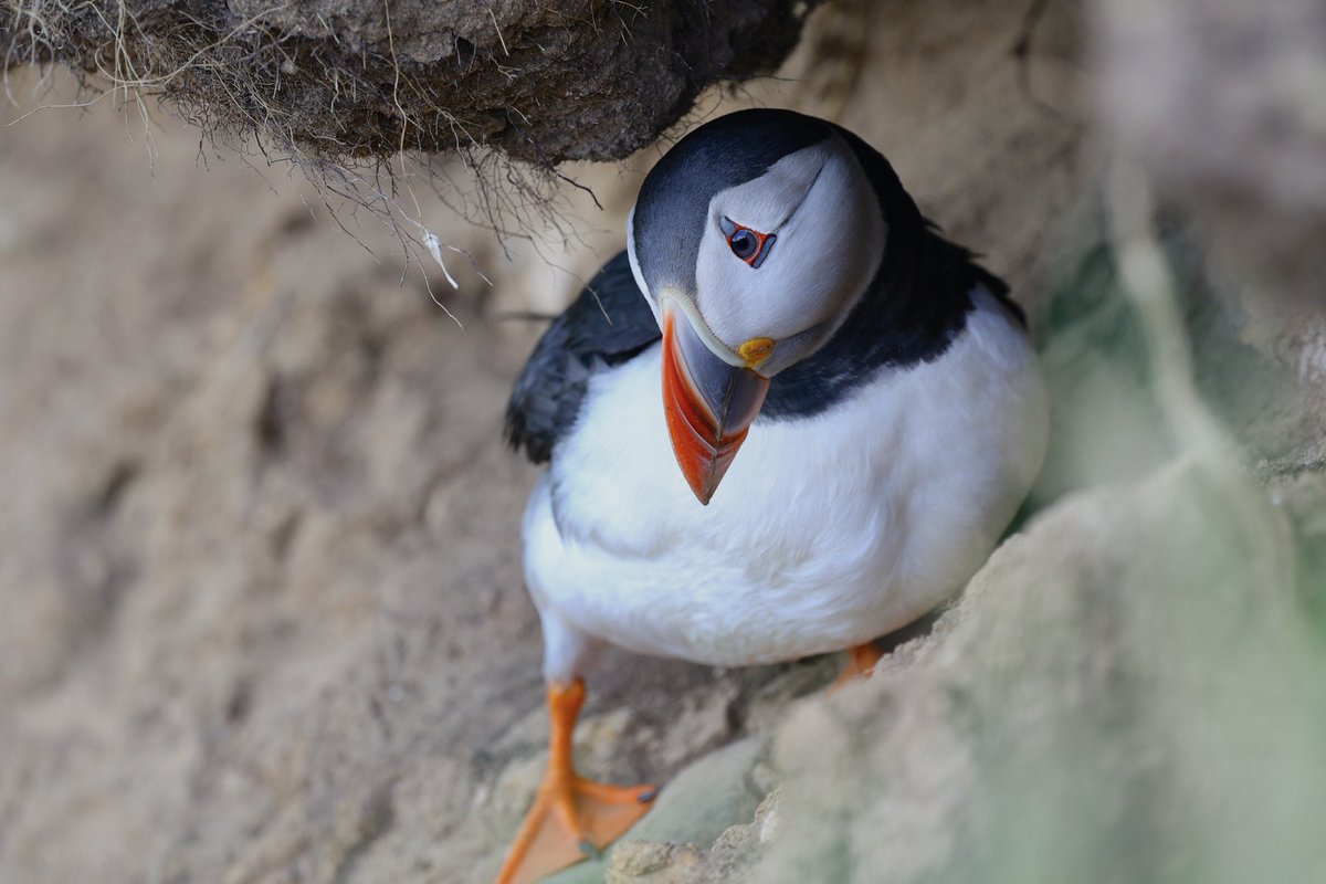 ScratchTrev's tweet image. Puffins showed well at RSPB Bempton Cliffs today!
