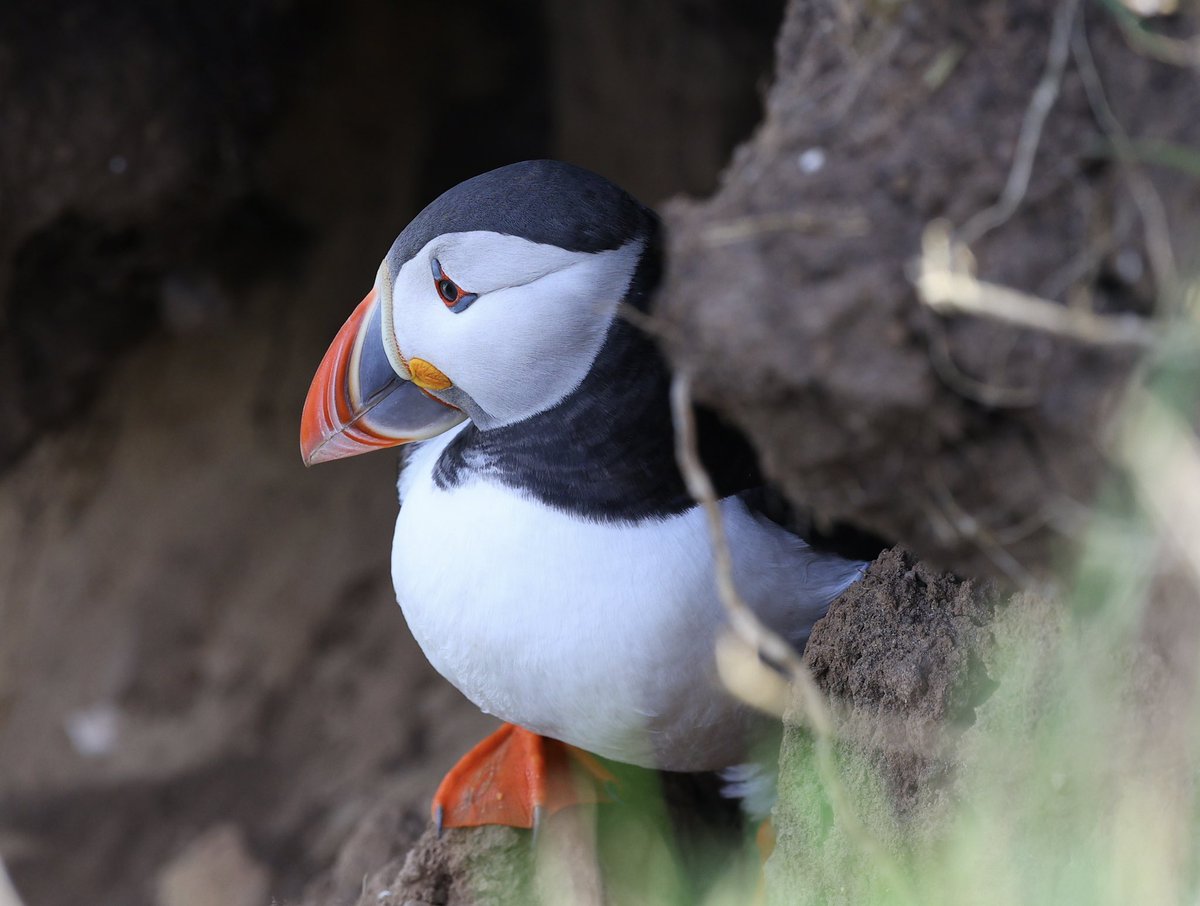 ScratchTrev's tweet image. Puffins showed well at RSPB Bempton Cliffs today!