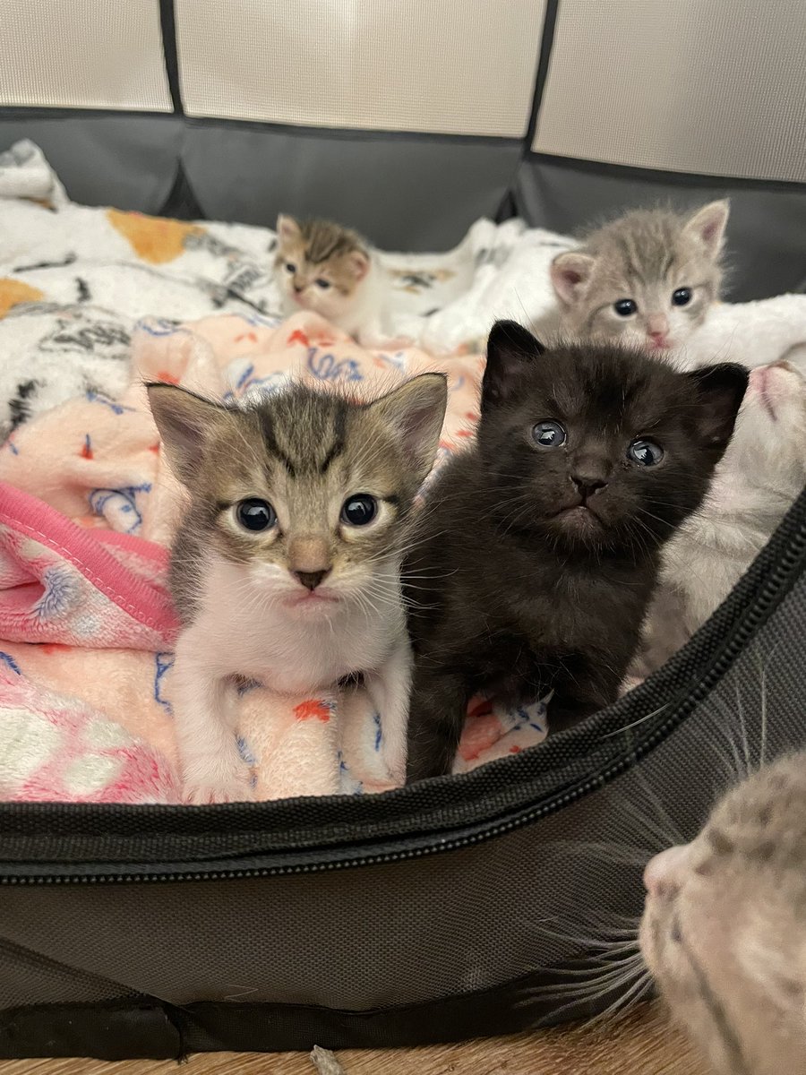 Friends of Bear Cat Rescue tweet media