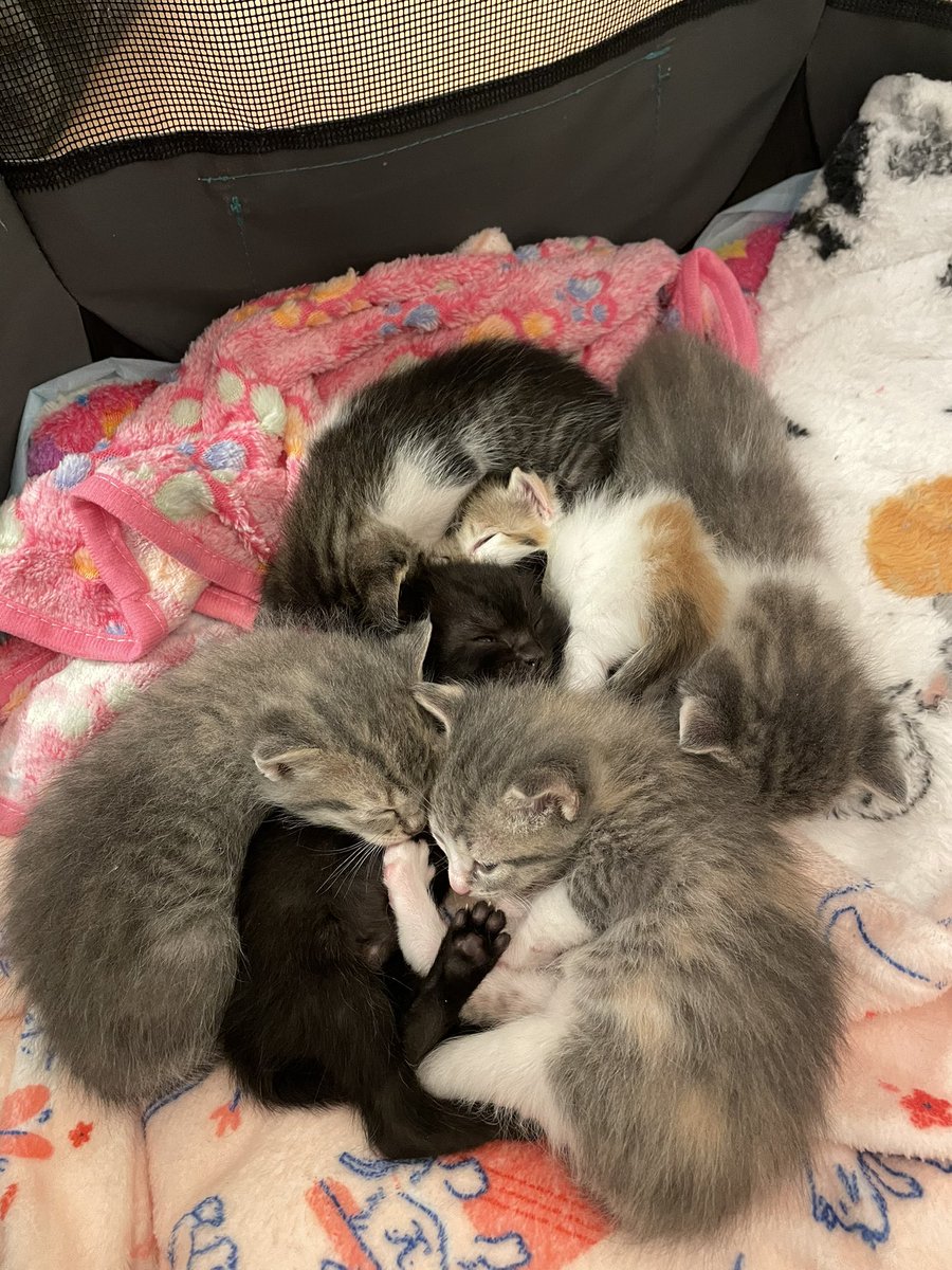 Friends of Bear Cat Rescue tweet media