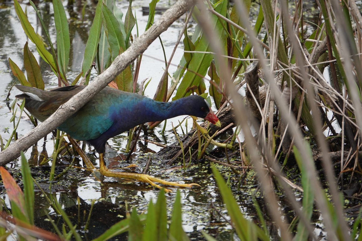 Dianne Rennack tweet media