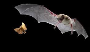 RoostersWorldja (@roostersworldja) on Twitter photo Did you know that bats (Rat bats) eat up to 100% of their body weight of insects per night?
Imagine a human eating its own body weight of food per night.
Nature is so awesome.
Follow <a href="/RoostersWorldja/">RoostersWorldja</a> to learn more about nature. Did you know that bats (Rat bats) eat up to 100% of their body weight of insects per night?
Imagine a human eating its own body weight of food per night.
Nature is so awesome.
Follow <a href="/RoostersWorldja/">RoostersWorldja</a> to learn more about nature.