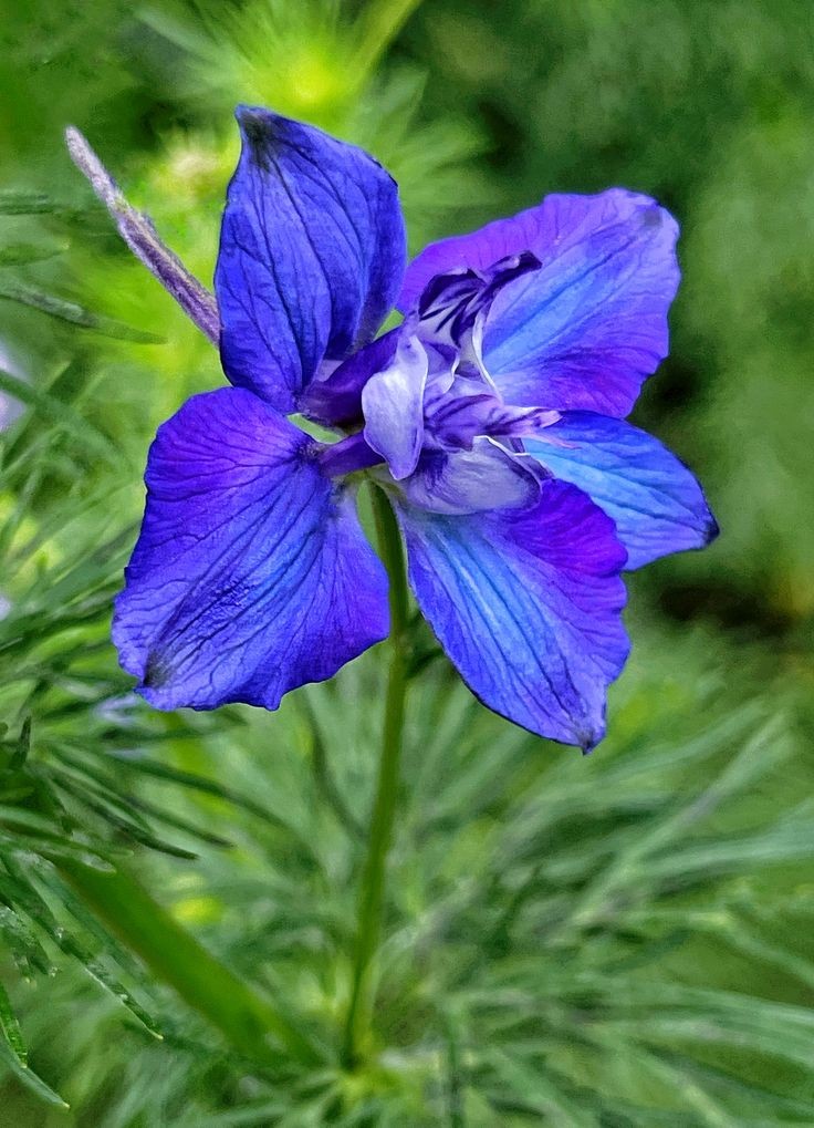 Naturepathway's tweet photo. "Delicate hues of blue and purple dancing in nature's symphony 🌸✨ #BlueBloom #NatureArt #FloralWonder #BotanicalBeauty" https://t.co/yVSiHKo1oj