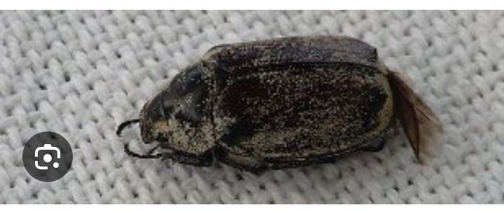 SaMapungwana's tweet image. Who knows this?