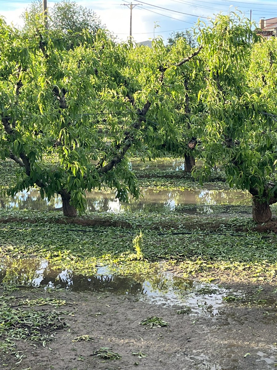 Un dia complicat x als <a href="/PagesosGPS/">Pagesos GPS</a> 20’ han sigut suficient x tirar al terra un any d’esforç… tot i tenir cobert el risc amb <a href="/agroseguro_es/">agroseguro</a> molts no podran cobrir els costos anuals x un topall imposat com penalització x les gelades del 2022, molt malament @mapagob i <a href="/LuisPlanas/">Luis Planas Puchades</a>