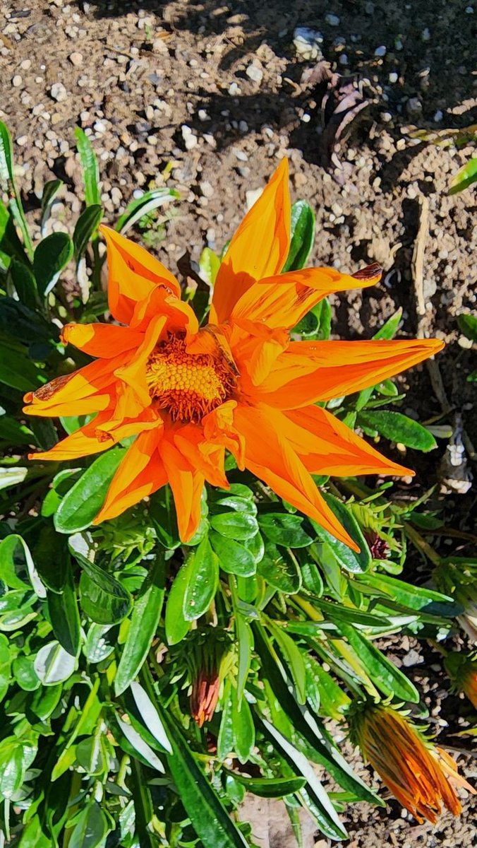 Naturepathway's tweet photo. "Radiating warmth and joy—vibrant orange bloom amidst lush greenery 🌿✨ #OrangeBlossom #NatureSplendor #GardenGlow #FloralCharm" https://t.co/EabRxjDlQL