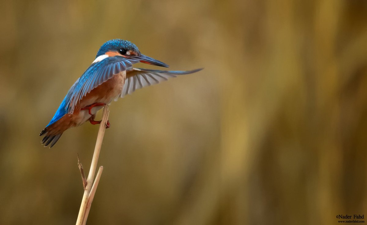 إكتمل تصوير العقد ولله الحمد

٣ أنواع فقط من عائلة صائدات السمك Kingfisher 
هي اللي تزورنا في #الجوف

من أعجبك أكثر؟