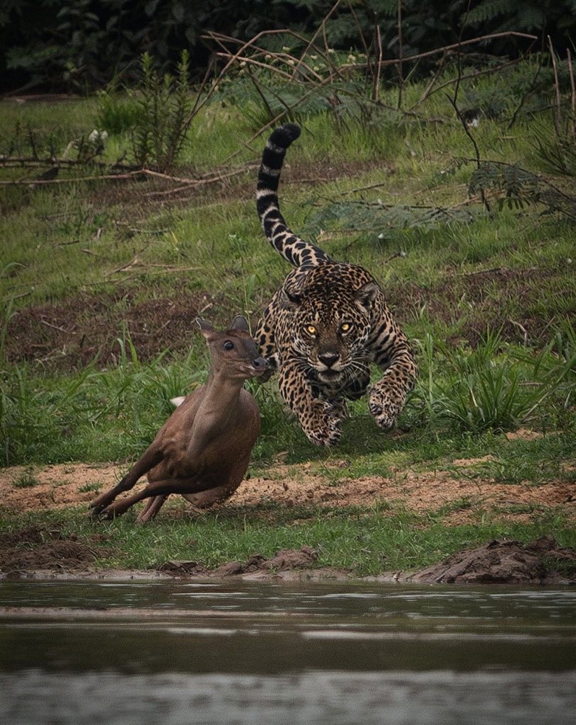 Kill everything and leave.