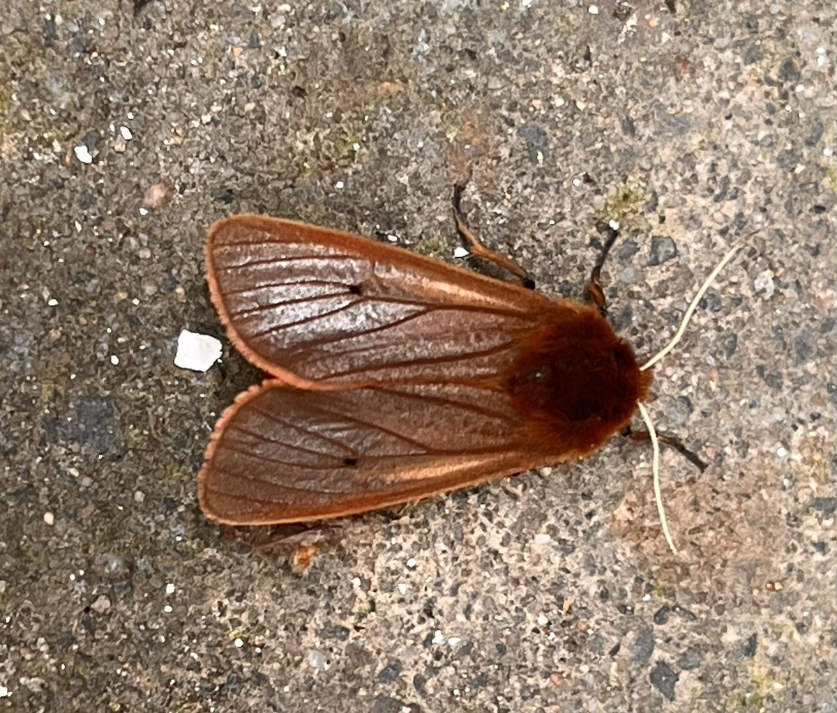 Lovely Ruby Tiger Moth at the Kennels today <a href="/CroxtethHall/">Croxteth Hall & Country Park</a> #mothsmatter #wildlifephotography #phonephotography #RubyTigerMoth