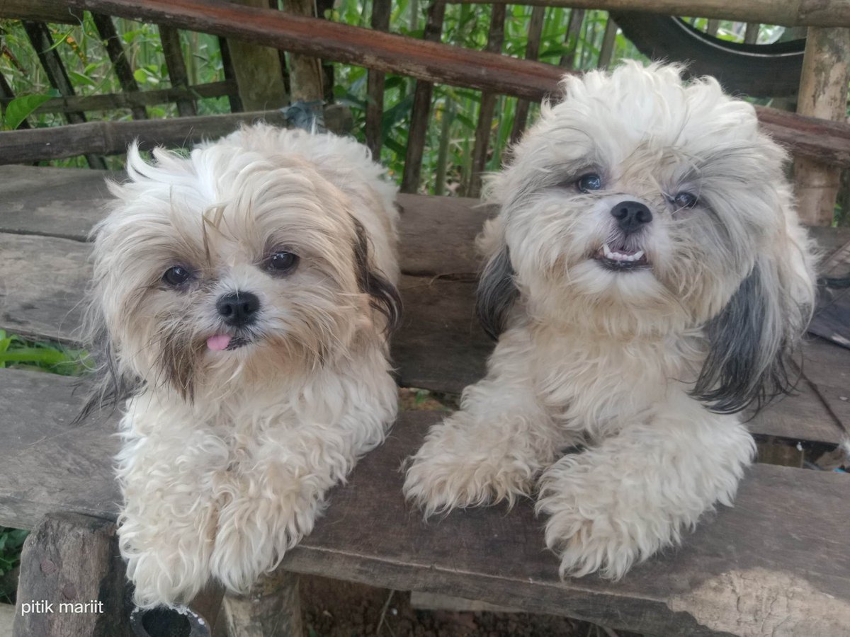 TeacupPh's tweet photo. @BellaShihTzuAce Our favorite Husband and wife pair, Teacup &amp; Fiona. Teacup.xx🇵🇭🐶❤️💗😍🥰🙂👍
#Dogs #XDogs #dogsofX #furry #friends #sundayvibe #sunday #photooftheday #petslife #LoveDogs https://t.co/JiUKkLOZTB