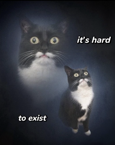 AutisticADHDCo (@autisticadhdco) on Twitter photo 