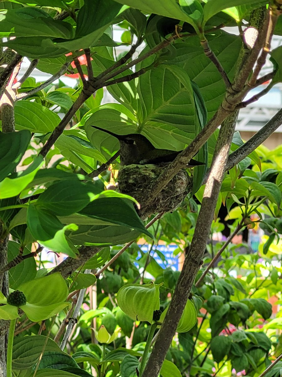 expectant mama
hiding in the greenery
protecting her clutch
#haikuSaturday
Wasn't sure a poem would come, but then I saw this hummingbird mama at the nursery!  😊