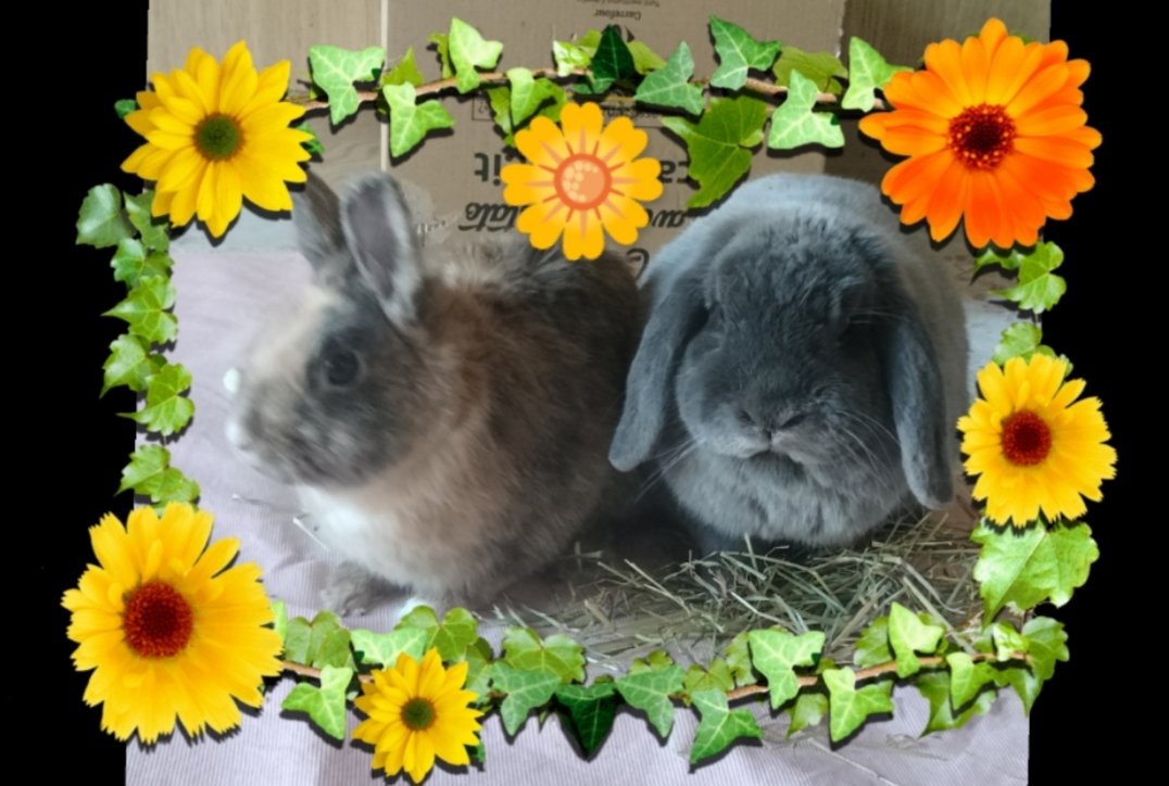 Happy Hoppy Easter 🐰🐣🤗❤️ from Lady Guinevere and Sir Lancelot