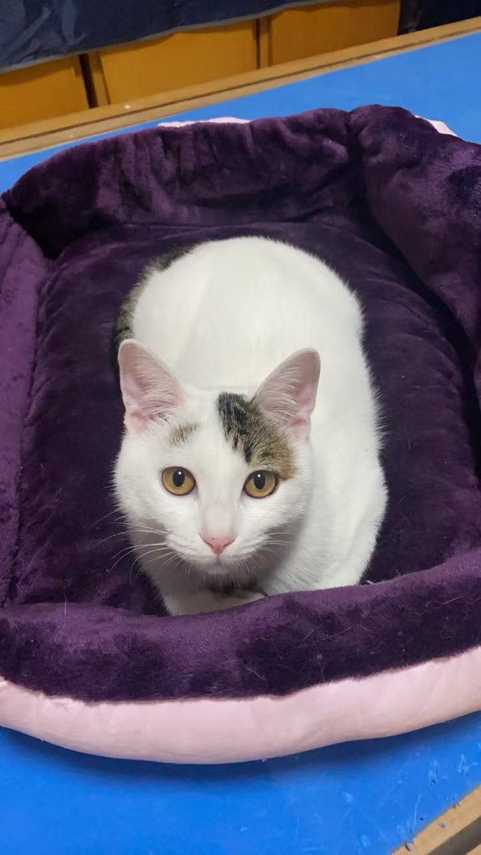 pingu大帝 tweet media