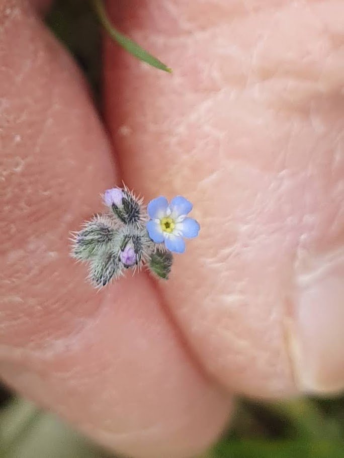 Hoy en nuestro podcast 

DIMINUTAS PELUDAS

Hablamos del delicado concierto que están dando estos días las Nomeolvides Tempranas

(Myosotis ramossisima)

Sonarán canciones de su último disco 

'Si yo soy pequeña, imagina a mi polinizador'

Dedicado a <a href="/txaverius/">Javier Martín</a>