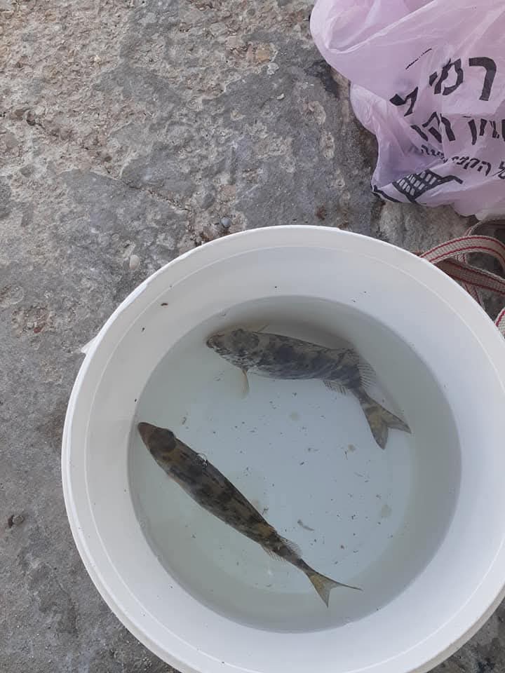srestha basu (@basu_srestha) on Twitter photo Nothing can match the joy of being in Haifa and having the opportunity to fish...🐟😉 Nothing can match the joy of being in Haifa and having the opportunity to fish...🐟😉