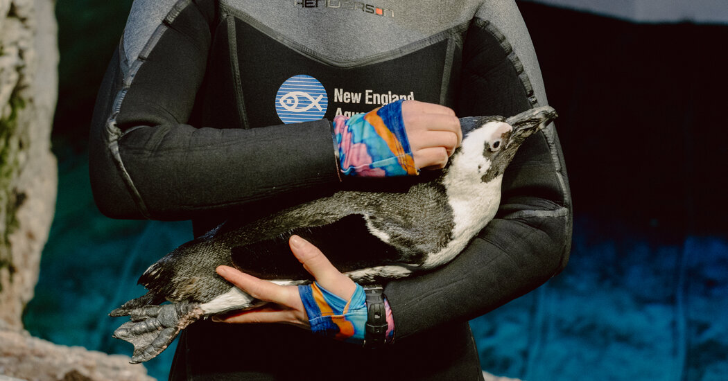 At a Penguin ‘Retirement Home,’ a Slower Pace and Plenty of Fish nytimes.com/2025/03/16/sci…