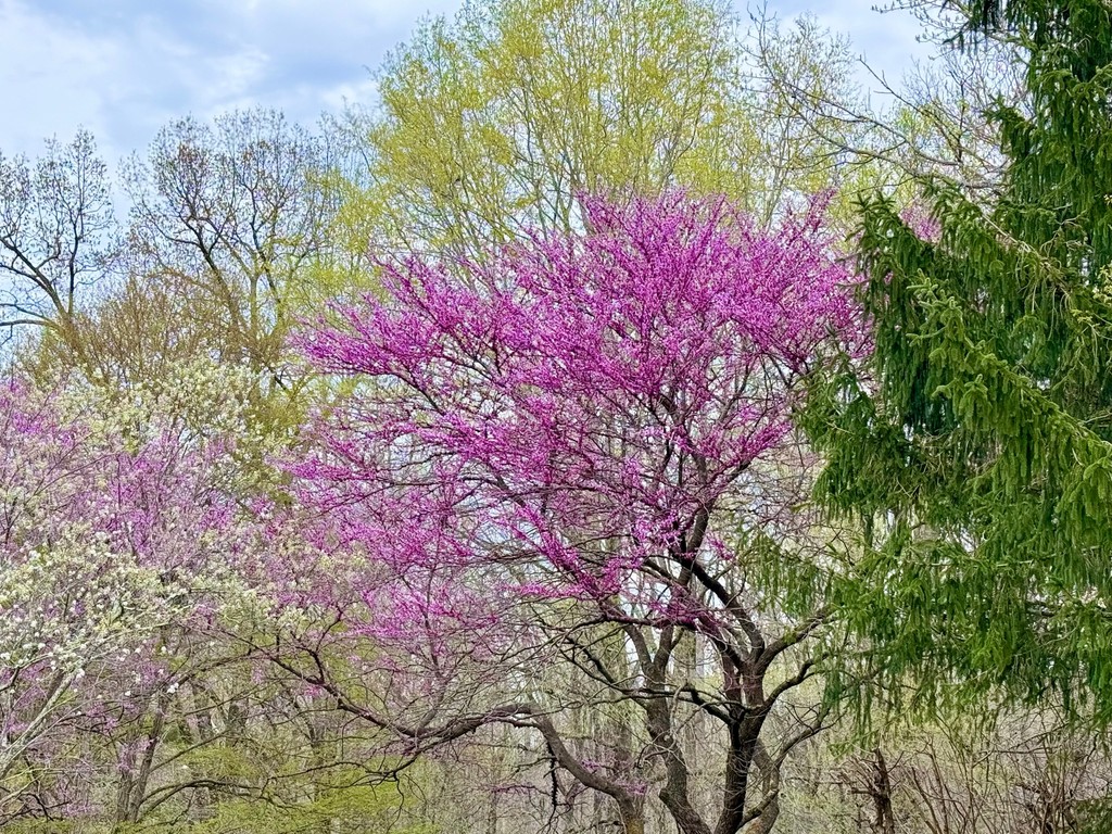 Castleton Festival tweet media