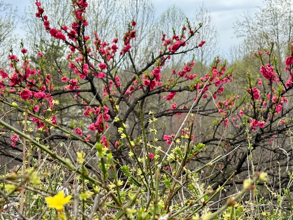 Castleton Festival tweet media