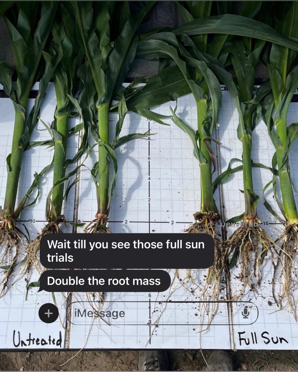 bw_fusion's tweet photo. Perfect for when Mother Nature's throwing too much shade. ☀️😎
Full Sun helps plants boost photosynthesis like that's its job.
(Because it is...) We can't wait to get messages like this again!
#fullsun #plant25 #plantingseason #BWDifference #farmlife #biologicals #cropnutrition #betterbiology
