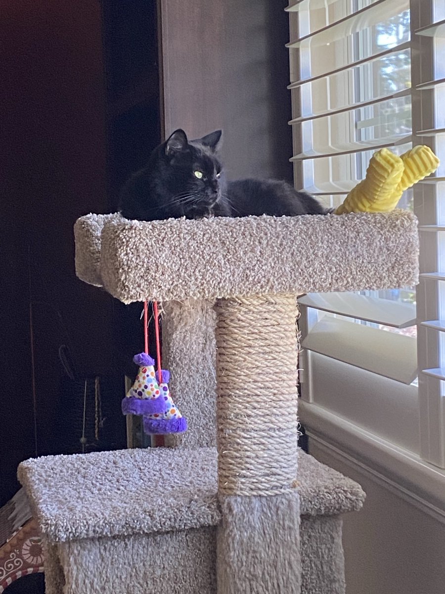 MemeCat99014509's tweet photo. ๐พInstead of hiding colorful painted
Easter eggs ๐ฐ this year, have you
thought about hiding Churus for
us kitties too?๐พ๐๐๐ฃ ๐ฐ๐บ
#CatsOfX #CatsOfTwitter #CatsAreFamily #Caturday #BlackCats #EasterCats #Cats https://t.co/CBHXtWYOe5