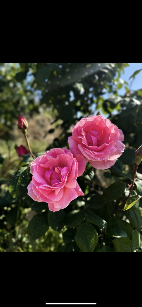 Rorewe1's tweet photo. En sevdiğim mevsim 😍😍 
#ilkbahar #mevsim https://t.co/os4QRsB2PZ