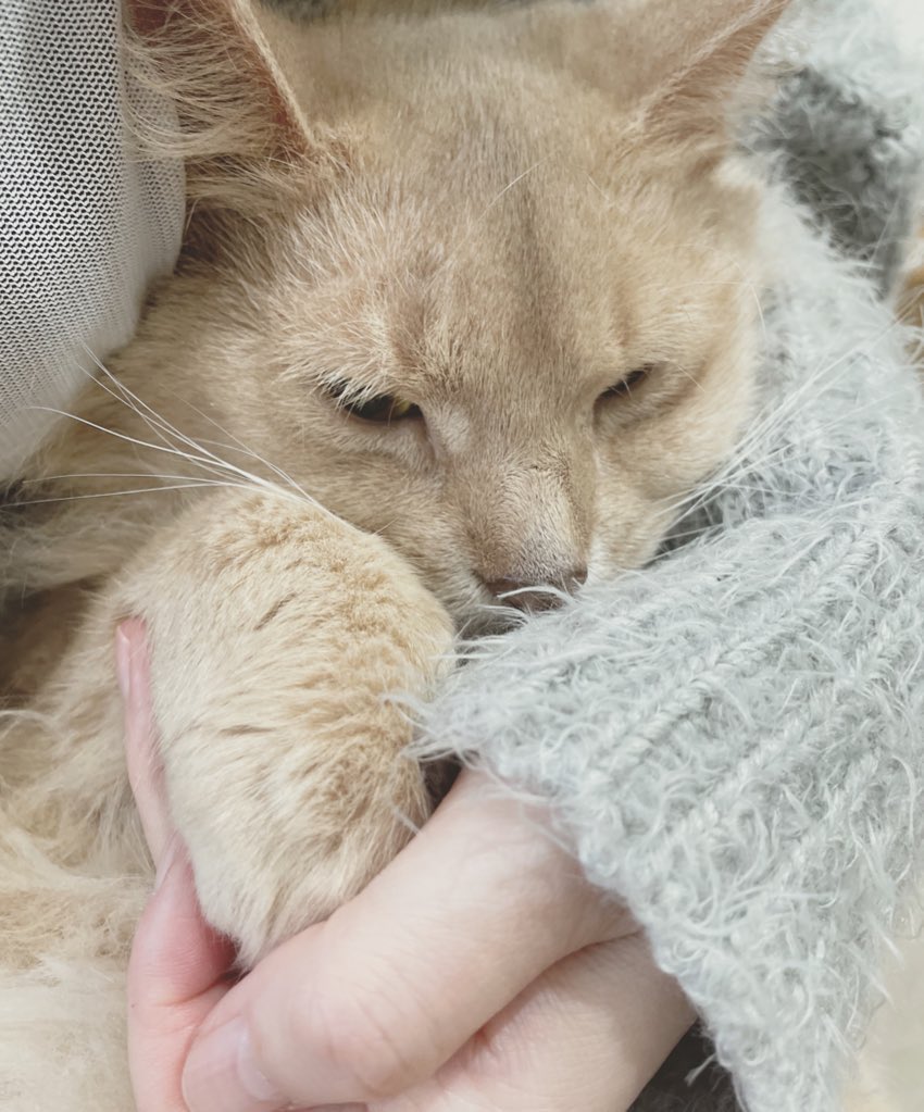 tanpp_n's tweet photo. ﾑﾆｬ https://t.co/fglxEBLHYs