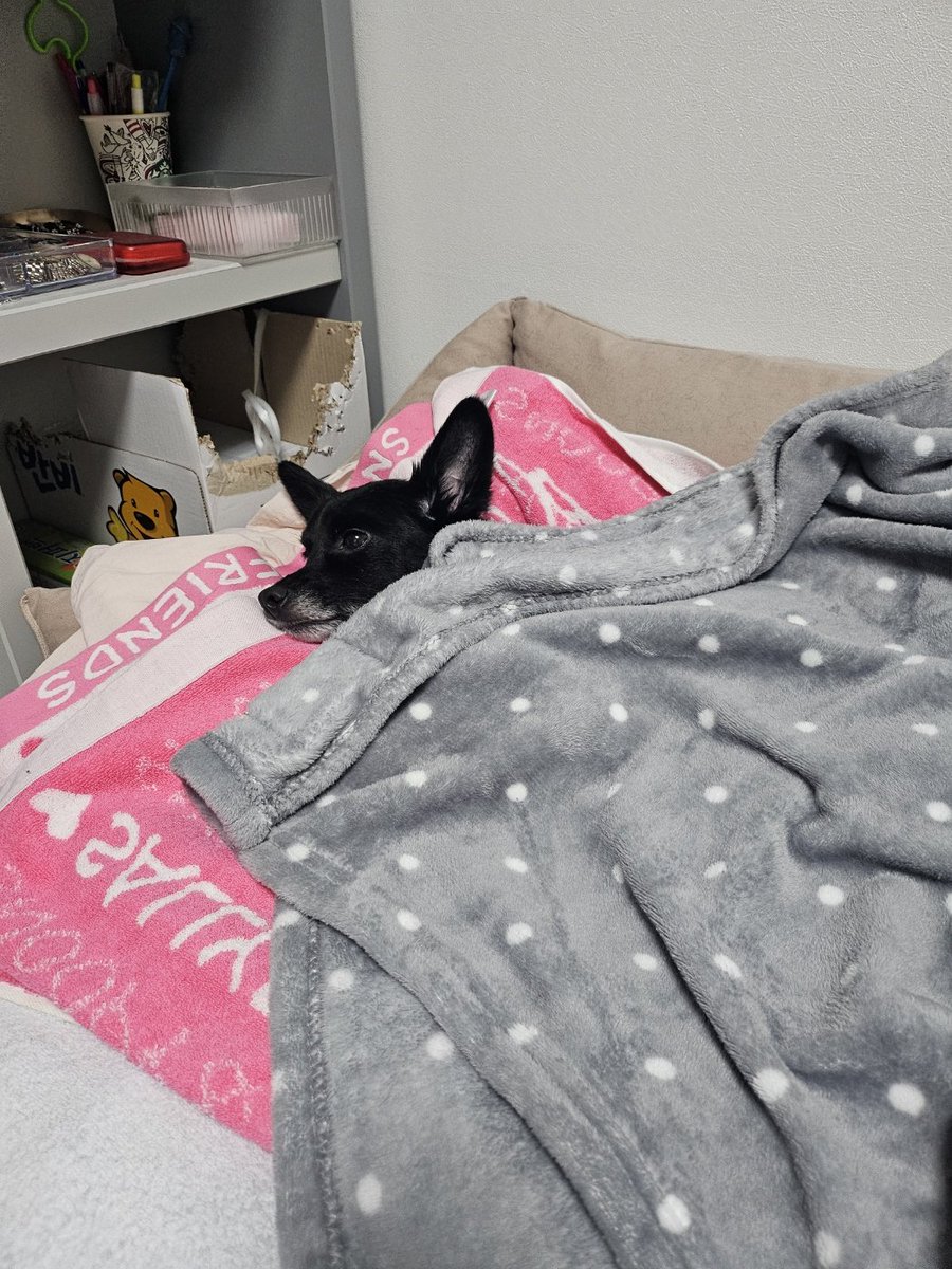 JHSophy's tweet photo. 파워J 강아지, 9-10시 자체취침 실시, 엄마가 이불 펴주고 숭구리당당 노래부르며 마사지 해줘야 함 https://t.co/yQ6eQA90SE