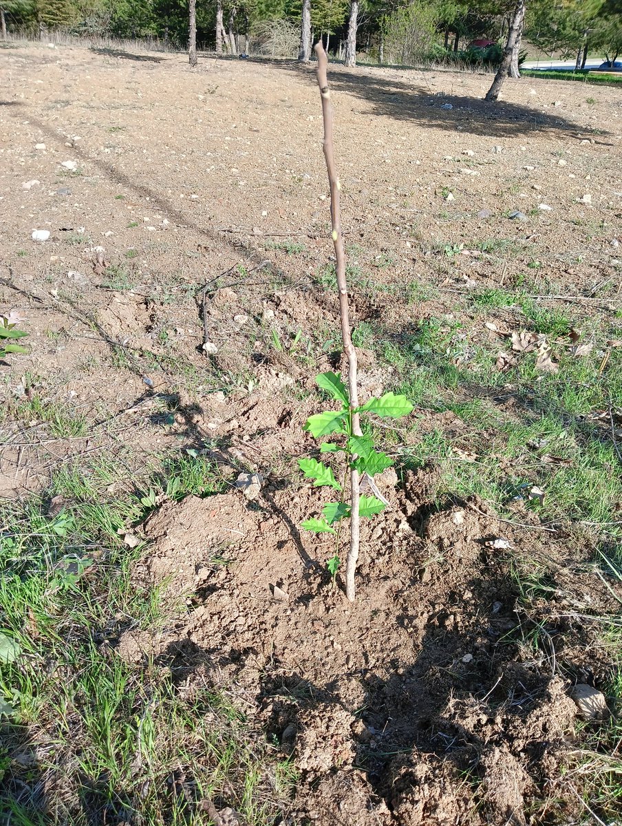 2025 bahar dönemi meşe palamutlarımızı toprakla buluşturdu.