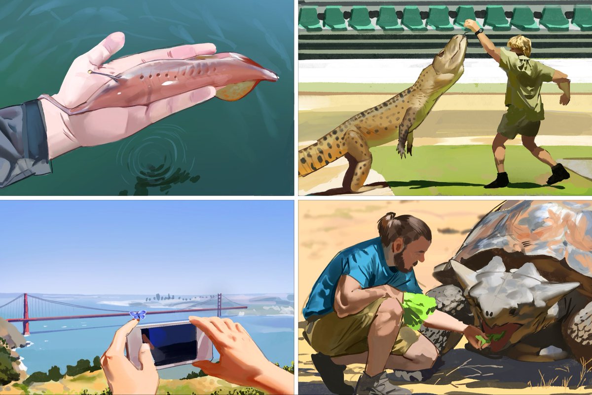 Kamitoge's tweet image. Results from this week’s #paleostream
Tullimonstrum, Ornithosuchus, Glaucopsyche xerces and Ninjemys