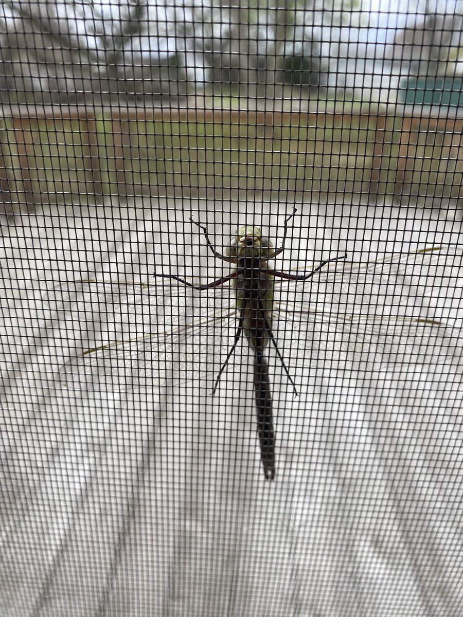 Somebody wants in…