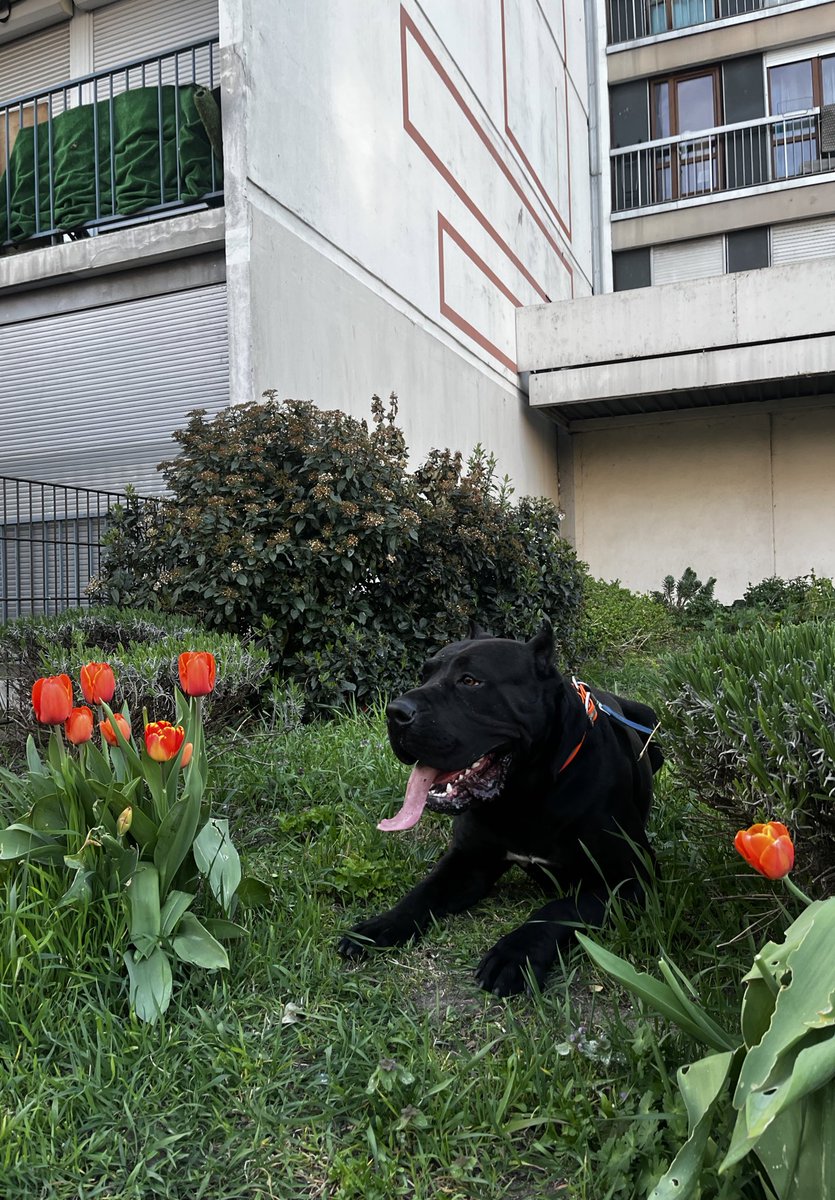 THE PUNJABI PLAYBOY tweet media