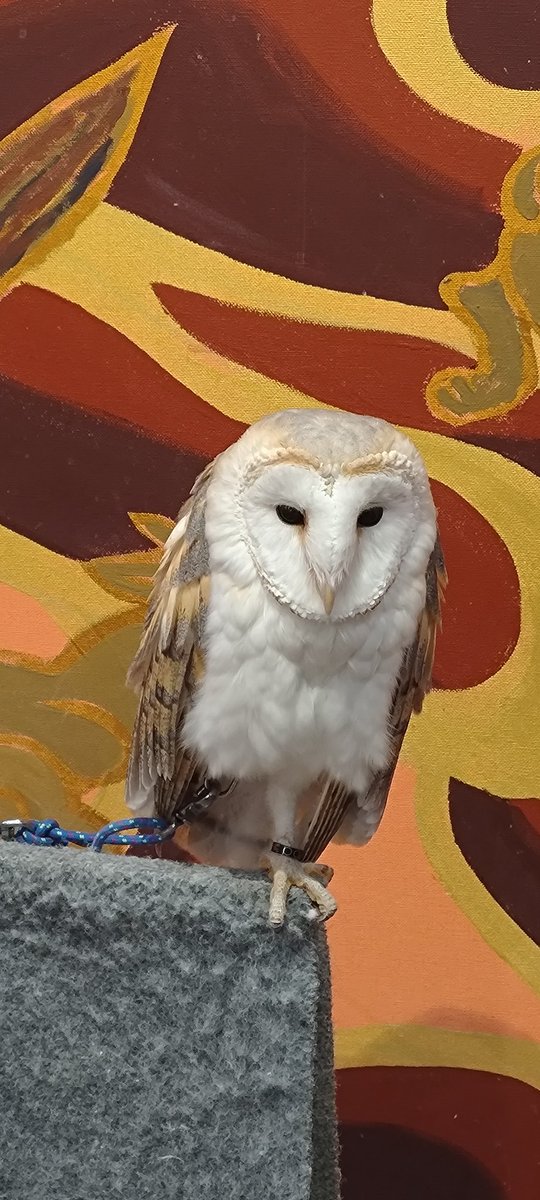 _baconegg's tweet photo. メンフクロウ横から見たら印象違って驚いたぞ　スマホより軽いちっちゃい子もいたんだけどフクロウ界にはまだ小さい子がいるそうで　奥が深いなフクロウ https://t.co/MjGbSqpqZd