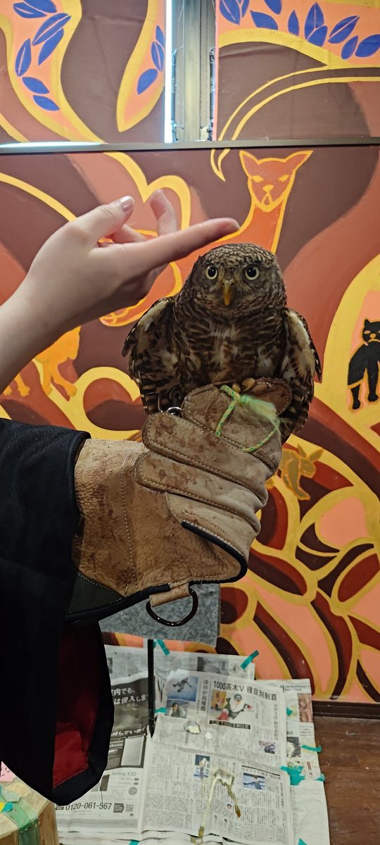 _baconegg's tweet photo. メンフクロウ横から見たら印象違って驚いたぞ　スマホより軽いちっちゃい子もいたんだけどフクロウ界にはまだ小さい子がいるそうで　奥が深いなフクロウ https://t.co/MjGbSqpqZd