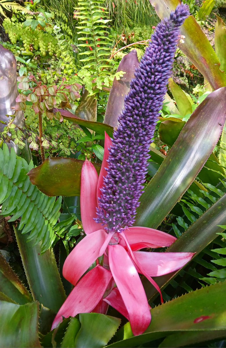 RoostersWorldja (@roostersworldja) on Twitter photo A special big up to the social media family for sharing a pic of this lovely flower.
Have you seen it before?
Follow <a href="/RoostersWorldja/">RoostersWorldja</a> to learn more about nature A special big up to the social media family for sharing a pic of this lovely flower.
Have you seen it before?
Follow <a href="/RoostersWorldja/">RoostersWorldja</a> to learn more about nature