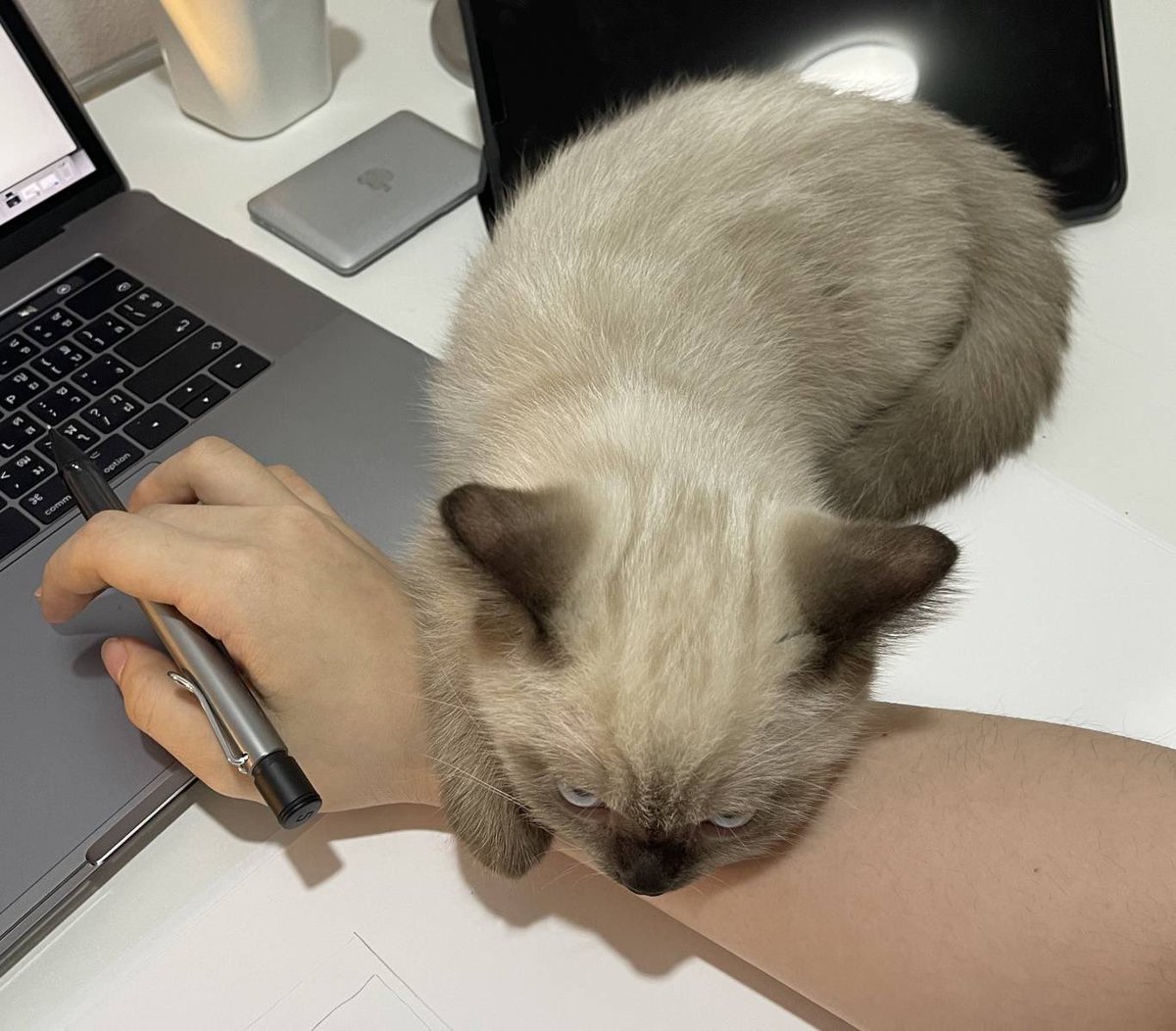 jf_foon's tweet photo. แล้วม���นจะอดใจไม่ซื้อได้ยังไงล่าาาา แต่ถ้าอยากให้จมูกดำกว่านี้คือแม่ต้องย้อมเพิ่มป่ะ5555555555 https://t.co/xuz4vitNzX