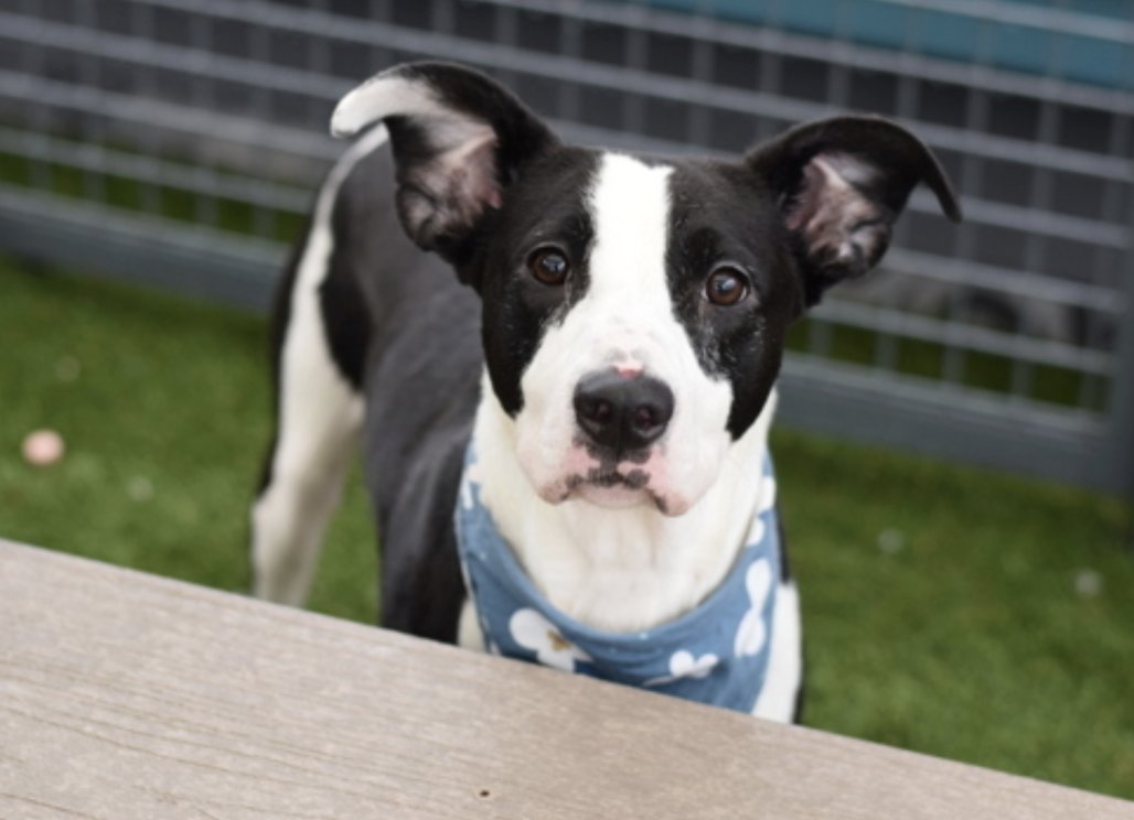 BeeDoDoobieDo's tweet photo. 🩵🤍Jenny (Jenny) wants you to turn to her......she's the
girl for YOU! 
What a properly sweet 🍭young girl, shy but full of love and ready to trust again!  Give her a visit at the Queens ACC, make her yours, she will make you so happy🤍🩵
Don't make her wait ~ https://t.co/NyWOGmBMmD