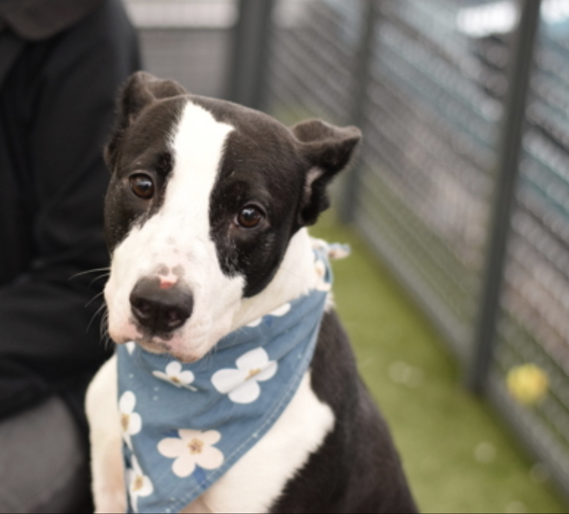 BeeDoDoobieDo's tweet photo. 🩵🤍Jenny (Jenny) wants you to turn to her......she's the
girl for YOU! 
What a properly sweet 🍭young girl, shy but full of love and ready to trust again!  Give her a visit at the Queens ACC, make her yours, she will make you so happy🤍🩵
Don't make her wait ~ https://t.co/NyWOGmBMmD
