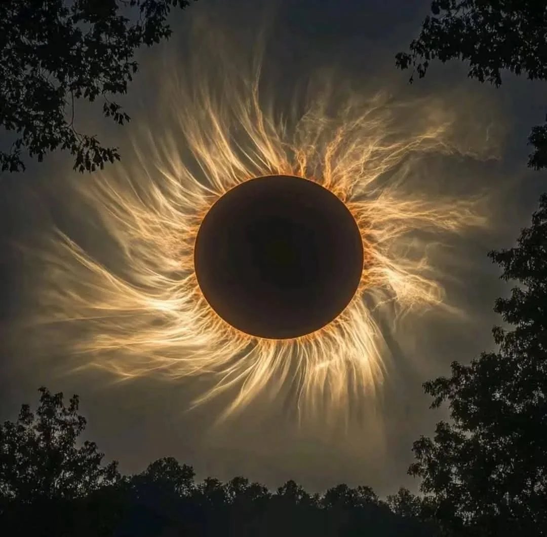 SUNFLOWER 🌻 tweet media