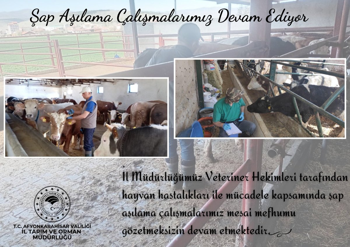 Afyonkarahisar İl Tarım ve Orman Müdürlüğü (@afyontarimorman) on Twitter photo İl Müdürlüğümüz Veteriner Hekimleri tarafından hayvan hastalıkları ile mücadele kapsamında şap aşılama çalışmalarımız mesai mefhumu gözetmeksizin devam etmektedir.
<a href="/TCTarim/">T.C. Tarım ve Orman Bakanlığı</a> <a href="/ibrahimyumakli/">İbrahim Yumaklı</a> <a href="/TR_HAYGEM/">Hayvancılık Genel Müdürlüğü</a> <a href="/AfyonValiligi/">T.C. Afyonkarahisar Valiliği</a> <a href="/Ozknpar/">Özkan PARLAK ⚡️</a> İl Müdürlüğümüz Veteriner Hekimleri tarafından hayvan hastalıkları ile mücadele kapsamında şap aşılama çalışmalarımız mesai mefhumu gözetmeksizin devam etmektedir.
<a href="/TCTarim/">T.C. Tarım ve Orman Bakanlığı</a> <a href="/ibrahimyumakli/">İbrahim Yumaklı</a> <a href="/TR_HAYGEM/">Hayvancılık Genel Müdürlüğü</a> <a href="/AfyonValiligi/">T.C. Afyonkarahisar Valiliği</a> <a href="/Ozknpar/">Özkan PARLAK ⚡️</a>