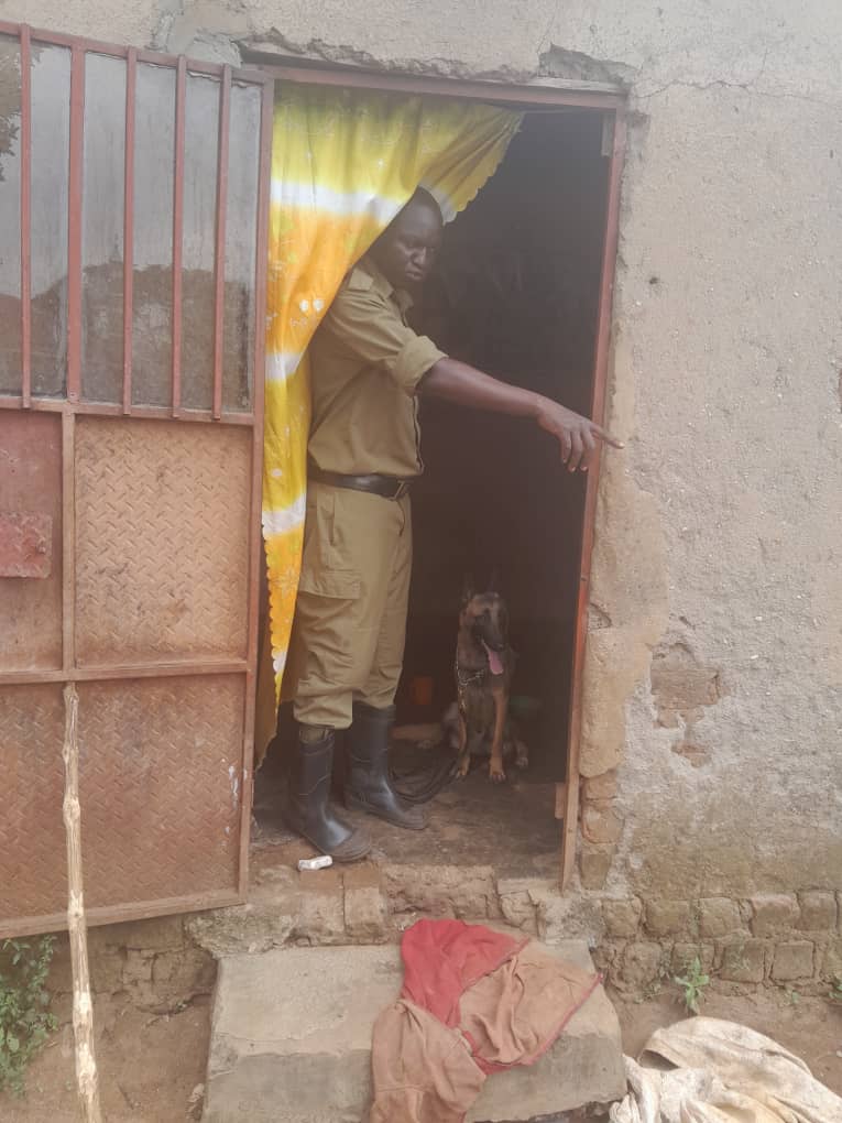 Police sniffer dog Tiger tracks 300m to solve coffee farmer Maale Haphize's theft case in Butende village, Butambala district, recovers 60kgs of stolen coffee, and identifies suspect Busuulwa Juma's home, leading to further investigation.