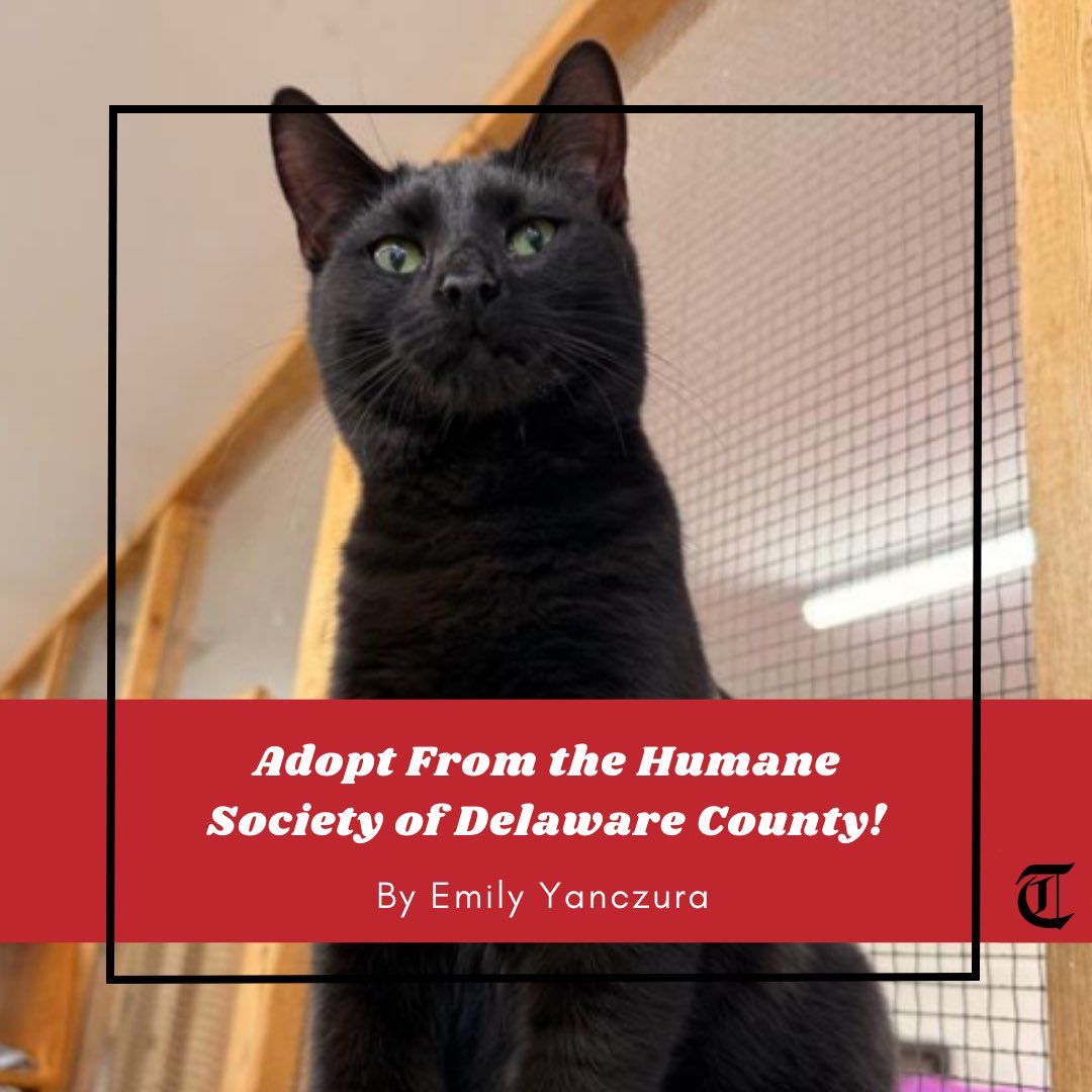 The Transcript tweet media