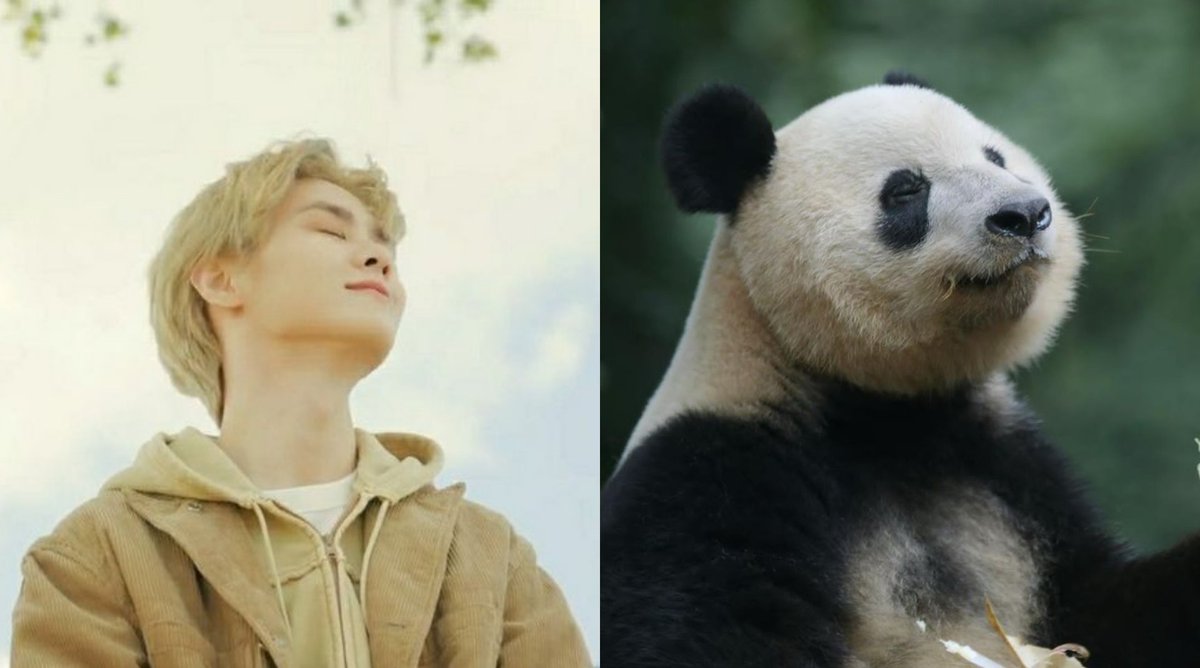 kun as panda tweet media