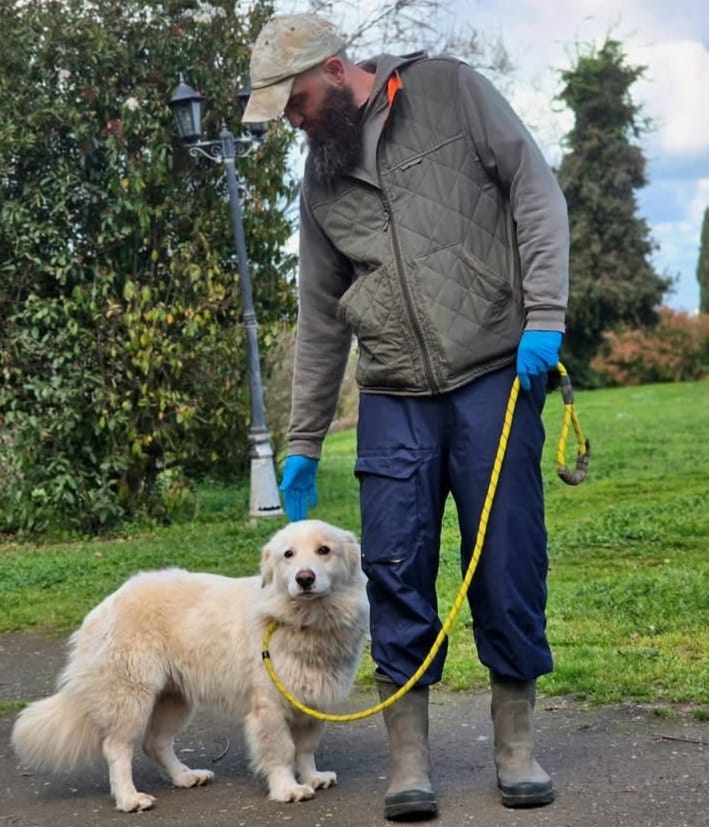 FiorellaArcodi1's tweet photo. Aiutiamo questo good boy a trovare casa 🏡 è bellissimo e dolcissimo 
Dylan ha circa 1 anno e mezzo sterilizzato e sano libretto sanitario in regola socievole 18 kg  cerca adozione si trova a Roma  3282773563 https://t.co/Nx4RN1ppTi