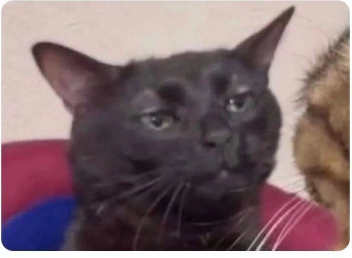 violet_xaden's tweet photo. Às vezes do nada eu lembro do Tairn 

" Leve nós dois"
" Eu não sou um cavalo"
 
Kkkkkkkkkkkkkkkkkk https://t.co/b9CZKg8L3M