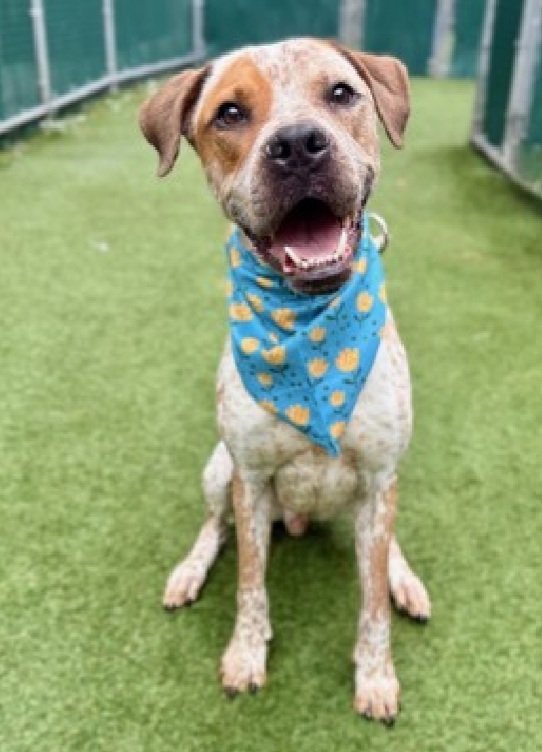 Great News!
Sevyn has been rescued by a New Hope Partner 🎉🥳

Please see post from <a href="/TAPNYACC/">TAPACC</a> to honor your pledges