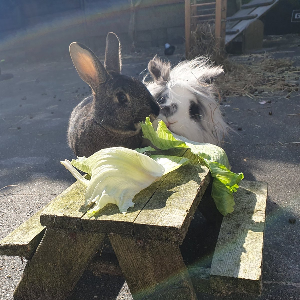 Happy Easter from the bunnies 🐇🐇