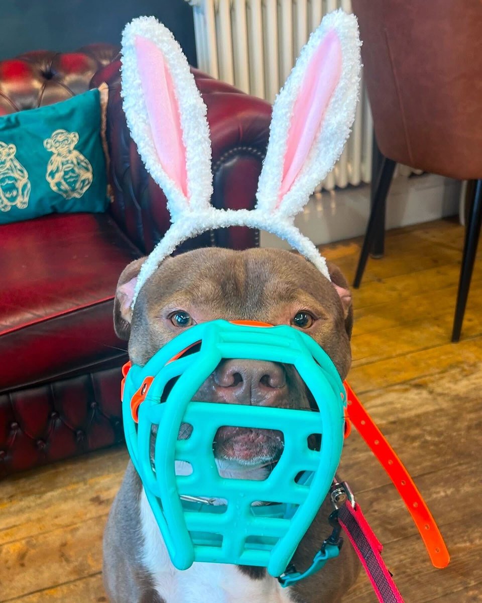 XL Bunny 🐰🥚