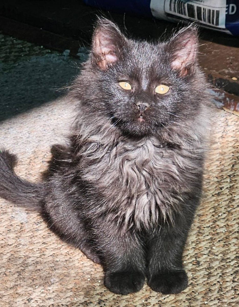 Hermoso machito, de dos meses, en adopción. Buscan una familia donde lo cuiden y le tengan mucha paciencia. Está desparasitado y es muy juguetón. Si deseas adoptarlo, con compromiso de mantener su calendario de vacunación y desparasitación, comunícate al 954184373.
#LaCisterna