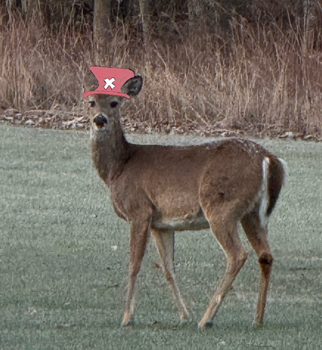 deerdolson's tweet image. drew chopper hats on some deer around my work
